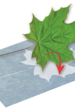 PhänoMINT zonnepapier A5 | 4033477303189